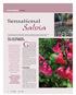 Salvia. Go into any greenhouse. Sensational. emergingcrops. By Luis Masvidal and Jack Williams