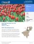 Dutch Tulip small group Tour. From $3,550 AUD. Dutch Tulip small group Tour of the Netherlands. 06 May 18 to 12 May 18