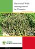 Bacterial Wilt management in Tomato