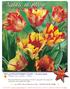 Nature in Bloom. Bring unique flower form and amazing vivid color to your garden every spring with our premium red and yellow Parrot tulips.
