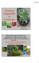 Growing Vegetables In Containers