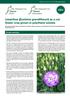 Lisianthus (Eustoma grandiflorum) as a cut flower crop grown in polythene tunnels