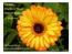 Gerbera - Practice & Theory Selected chapters. A. Morphology. Dr. Yoseph Shoub Gerbera Breeding Ltd. Israel. copyright by the author.