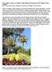 Tresco Abbey Garden: an Outdoor Tropical Plant Environment at 49-1/2 Degrees North Latitude?