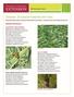 Grasses: 30 Special Features and Uses
