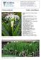 Crinum asiaticum. Family: Amaryllidacea