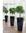 Premium planters for attractive plantscaping PREMIUM COLLECTION