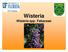 Wisteria. Wisteria spp. Fabaceae