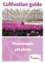 Cultivation guide. Phalaenopsis pot plants