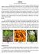TURMERIC Botany Climatic and soil