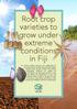 Root crop varieties to grow under extreme conditions in Fiji
