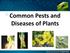Common Pests and Diseases of Plants