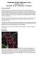 Woodstream Orchids Flask/Compot Listing December, 2017 New Paphs, Phrags, Epidendrums, Trichopilias