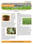 Turfgrass Selection Bermudagrass