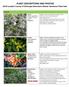 PLANT DESCRIPTIONS AND PHOTOS 2018 Lumpkin County 4-H/Georgia Mountains Master Gardeners Plant Sale