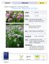 Summer Beauty Onion. Allium tanguticum 'Summer Beauty' 3-9. herbaceous. Height: Spread: Form: Flower: Soil: Sun/Shade: Uses: Maintenance: 12 to 18
