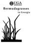Bermudagrasses. in Georgia