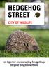 10 tips for encouraging hedgehogs in your neighbourhood