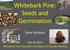 Whitebark Pine: Seeds and Germination