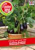 UK Grown. up to 7 5 % more fruit!* Caring for your new. Suttons Grafted Aubergine Plant