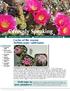 Cereusly Speaking. Cactus of the season: Turbinicarpus valdesianus. Welcome to new members! March 2013 Vol. 6 Issue 1