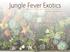Jungle Fever Exotics. The Nursery for the Adventurous Gardener. Brandi LaPointe - EGD Proposal 2015