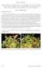 New cultivars. Hawken Carlton 4627 Mesa Verde Dr. Greeley Colorado USA