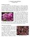 (3) Thoughts on Azalea Hybridizing by Donald W. Hyatt