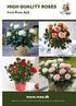 HIGH QUALITY ROSES.   from Rosa ApS. Beautiful mini roses Big flowers and strong colours Long lasting roses
