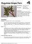 Rugulose Grape Fern. Summary. Protection Endangered in New York State, not listed federally.