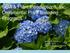 UGA & Plant Introductions, Inc. Ornamental Plant Breeding Programs. Michael A. Dirr, Ph.D. April 30, 2013 Tifton Turfgrass Conference