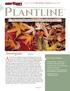 PLANTLINE. Sweetgum. In This Issue. view our pruning videos online! The april 2018 Newsletter from Carlton Plants. Liquidambar styraciflua Worplesdon