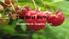 The Best Berry. Walter Harrill, Imladris Farm