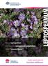 Product: Leptospermum Botanical name: Leptospermum rotundifolium Cultivar: Lavender Queen. Quality specifications for Australian wildflowers