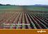 Potato Crop Establishment Weed & Disease Solutions
