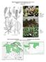 Plant Propagation Protocol [updated] for Salix Arctica ESRM 412 Native Plant Production Spring 2012