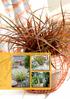 Acanthus. Grasses & Arch. Uncinia Everflame (P) Lomandra White Sands (P) Carex Everglow (P) Astelia Silver Shadow (P)