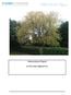 Arboricultural Report. on the trees adjacent to,