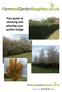 Your guide to choosing and planting your perfect hedge