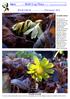 SRGC Bulb Log Diary Pictures and text Ian Young. BULB LOG th January Eranthis shoots