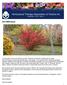 Horticultural Therapy Association of Victoria Inc Newsletter Issue 1