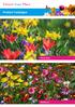 Flower Your Place. Product Catalogue. Flower Bulbs. Wildflowers