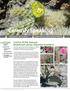 Cereusly Speaking. Cactus of the Season: Beavertail cactus (Opuntia basilaris) Cactus and Succulent Society of Alberta. March 2015 Vol.