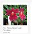 New Mexico Orchid Guild Newsletter