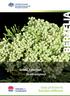 Product: Berzelia, Button Bush Botanical name: Berzelia lanuginosa. Quality specifications for Australian wildflowers