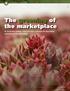 The greening of the marketplace