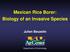 Mexican Rice Borer: Biology of an Invasive Species Julien Beuzelin