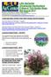 LSU AgCenter Ornamental Horticulture E-News & Trial Garden Notes Mid-August 2014