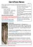 Carniflora News. Nepenthes boschiana x (campanulata x truncata)