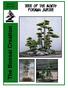 Volume 155 March Tree of the Month: Foemina Jupiter. The Bonsai Creation I N D I A N A P O L I S B O N S A I C L U B